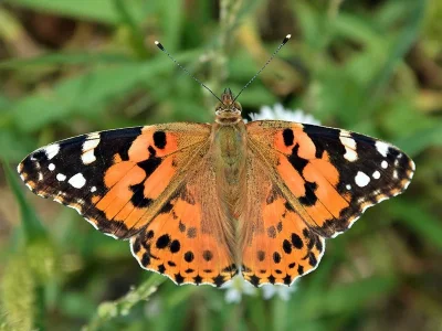 Vanessa cardui