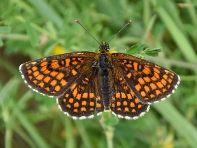 Melitaea (Mellicta) athalia