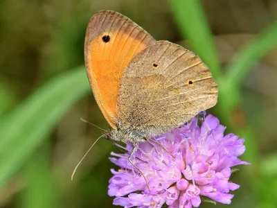 Maniola jurtina