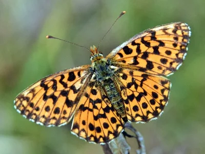 Boloria (Clossiana) dia