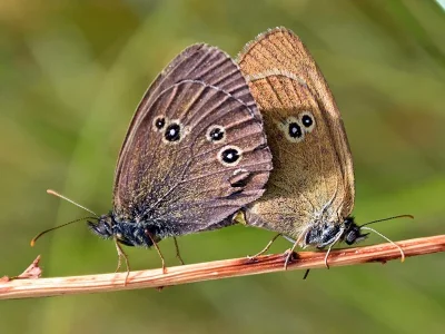 Aphantopus hyperantus