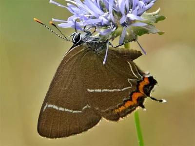 Satyrium (Strymonidia) w-album