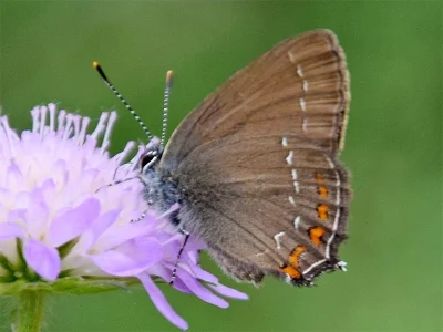 Satyrium (Nordmannia) ilicis