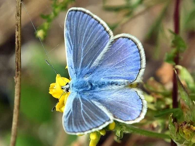Polyommatus (Polyommatus) icarus