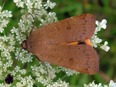 Noctua comes