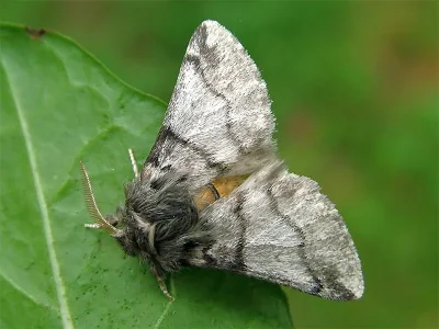Thaumetopoea processionea