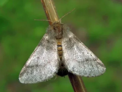 Thaumetopoea processionea
