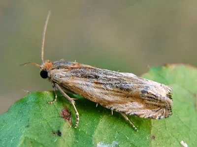 Eucosma cana