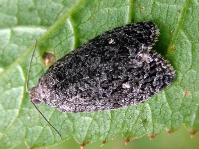 Apotomis inundana