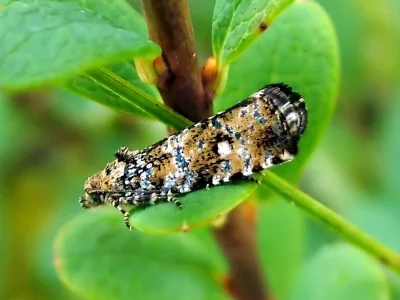 Phiaris turfosana