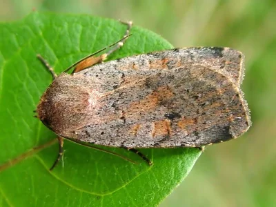 Protolampra sobrina