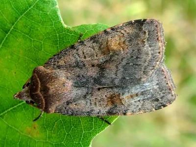 Diarsia dahlii