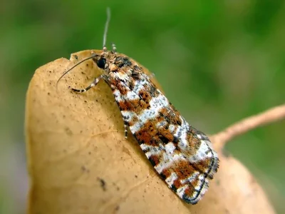 Phiaris schulziana