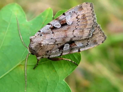 Coenophila subrosea