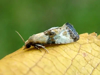 Eupoecilia angustana