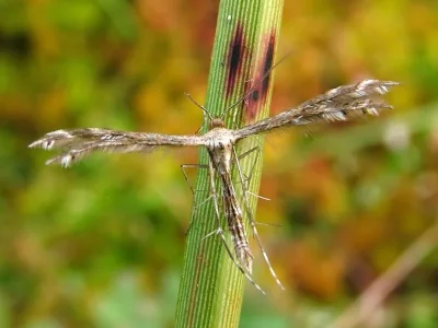 Buckleria paludum