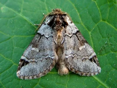 Drymonia obliterata