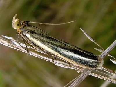 Selagia argyrella
