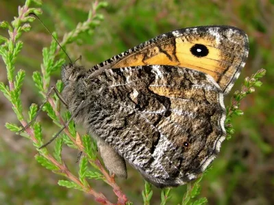 Hipparchia (Parahipparchia) semele