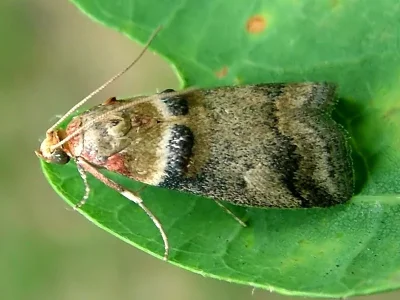 Acrobasis tumidana