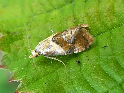 Cochylidia rupicola