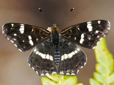 Araschnia levana