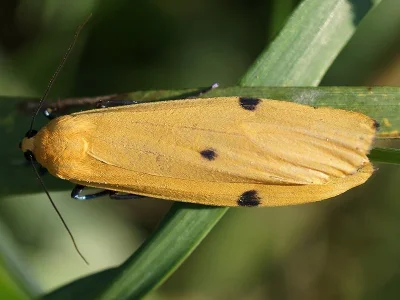 Lithosia quadra