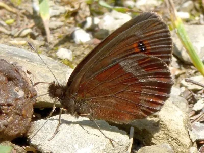 Erebia aethiops