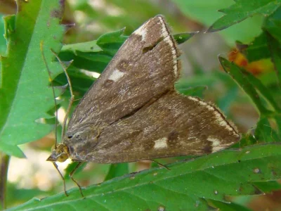 Loxostege sticticalis
