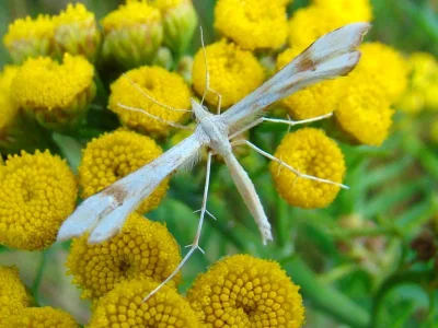 Gillmeria ochrodactyla