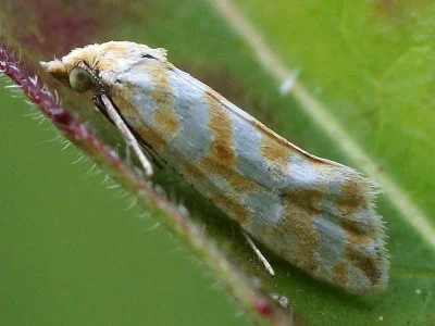 Aethes margaritana