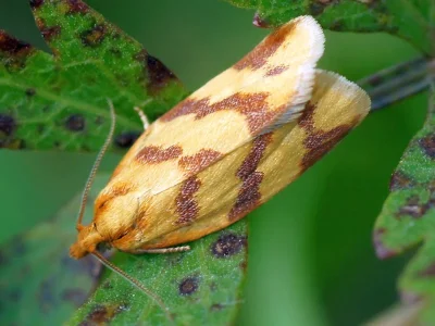 Clepsis pallidana