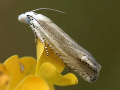 Eucosma albidulana
