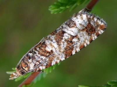 Phiaris schulziana