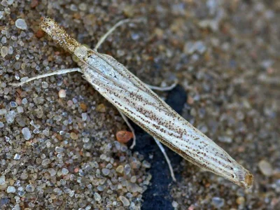 Agriphila poliellus