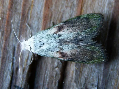 Aphomia sociella