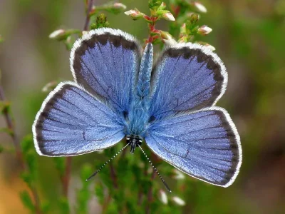 Plebejus (Lycaeides) idas