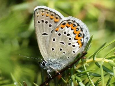 Plebejus (Lycaeides) idas