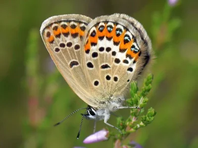 Plebejus (Lycaeides) idas