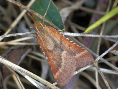 Synaphe punctalis