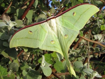 Actias ningpoana