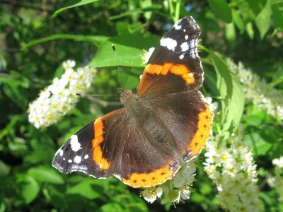 Vanessa atalanta