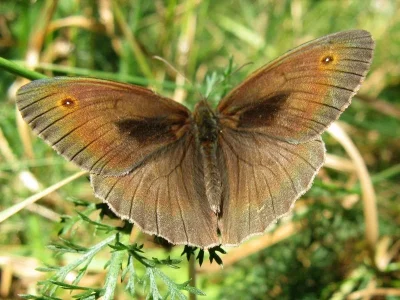 Maniola jurtina