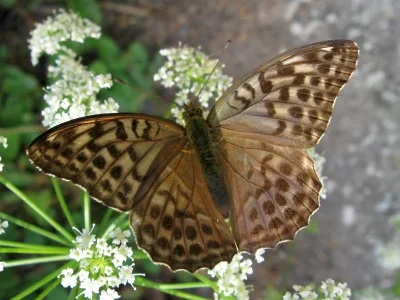 Argynnis (Argynnis) paphia