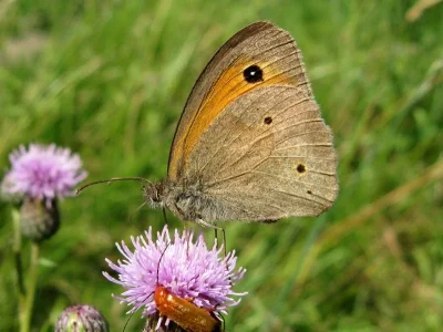 Maniola jurtina