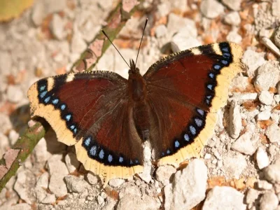 Nymphalis (Nymphalis) antiopa