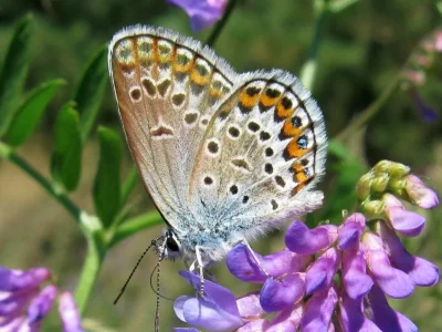 Plebejus (Plebejus) argus