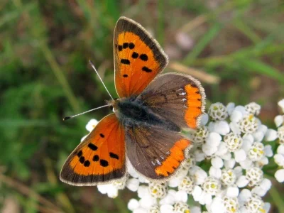 Lycaena (Lycaena) phlaeas