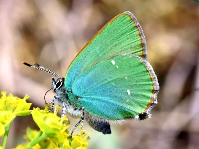 Callophrys (Callophrys) rubi