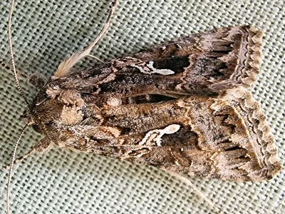 Trichoplusia ni